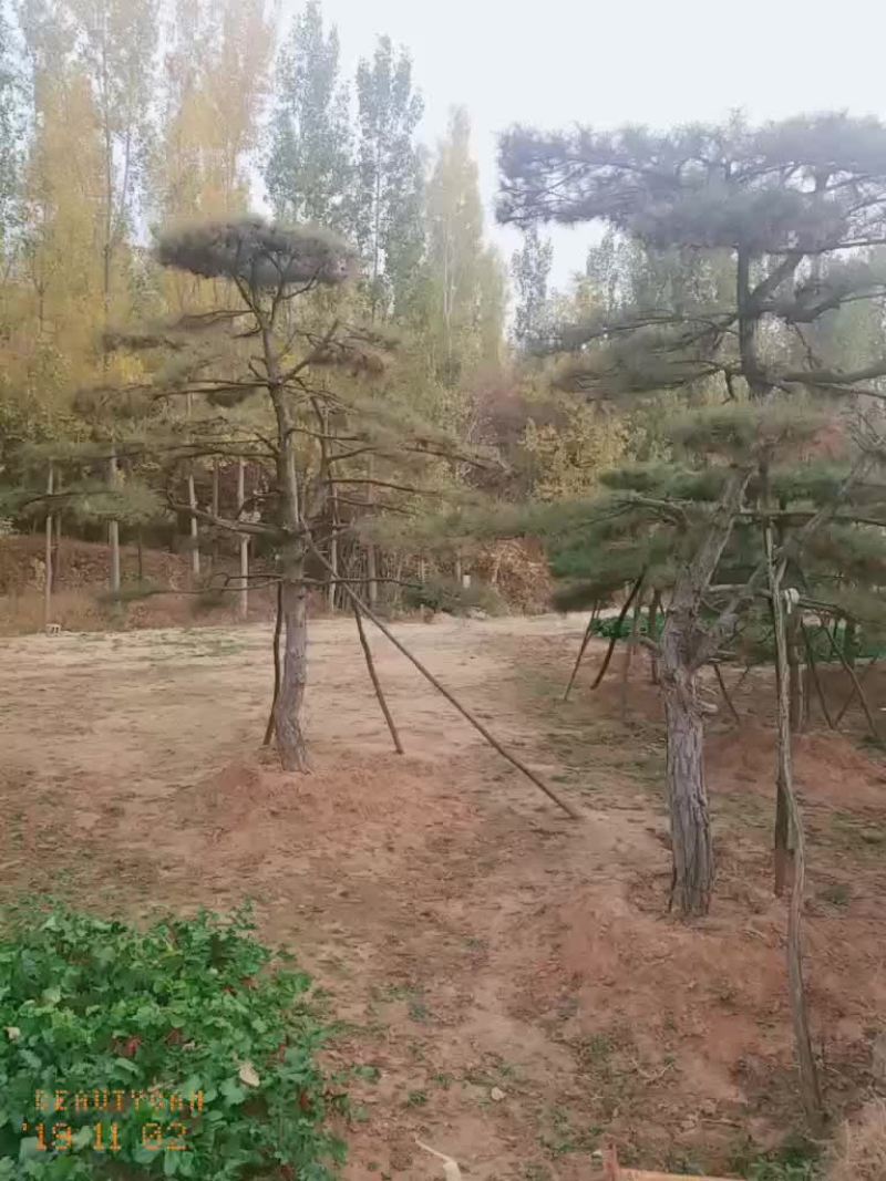 造型油松