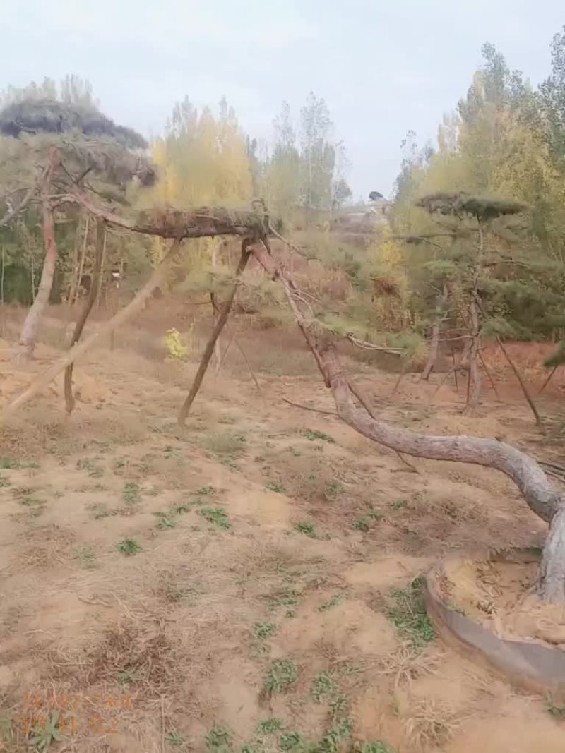 造型油松