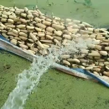 莲藕