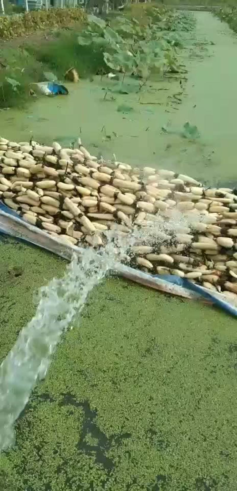 莲藕