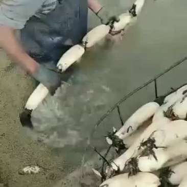 莲藕