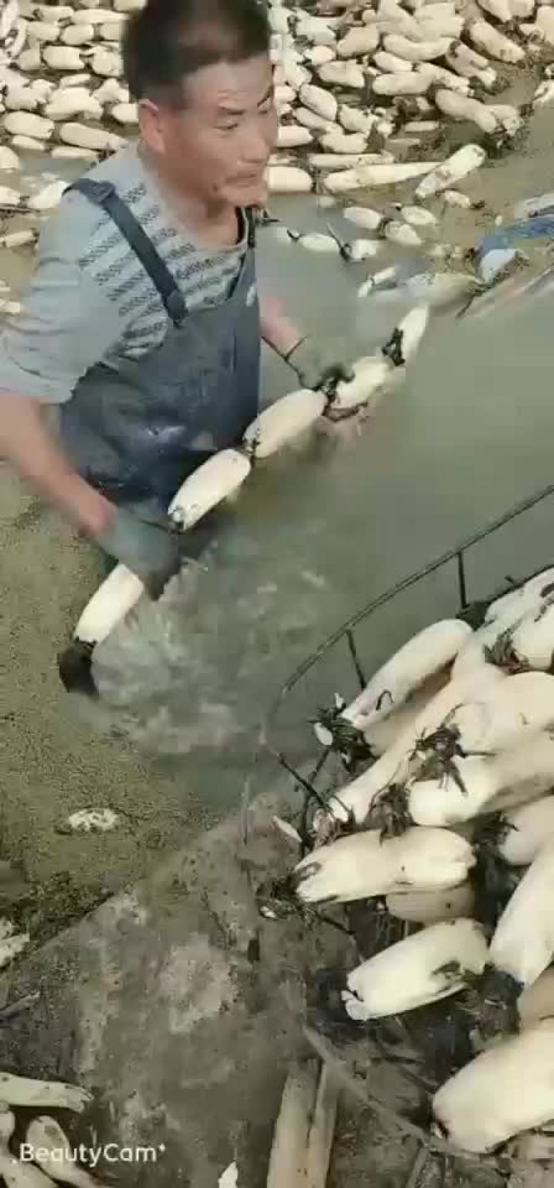 莲藕
