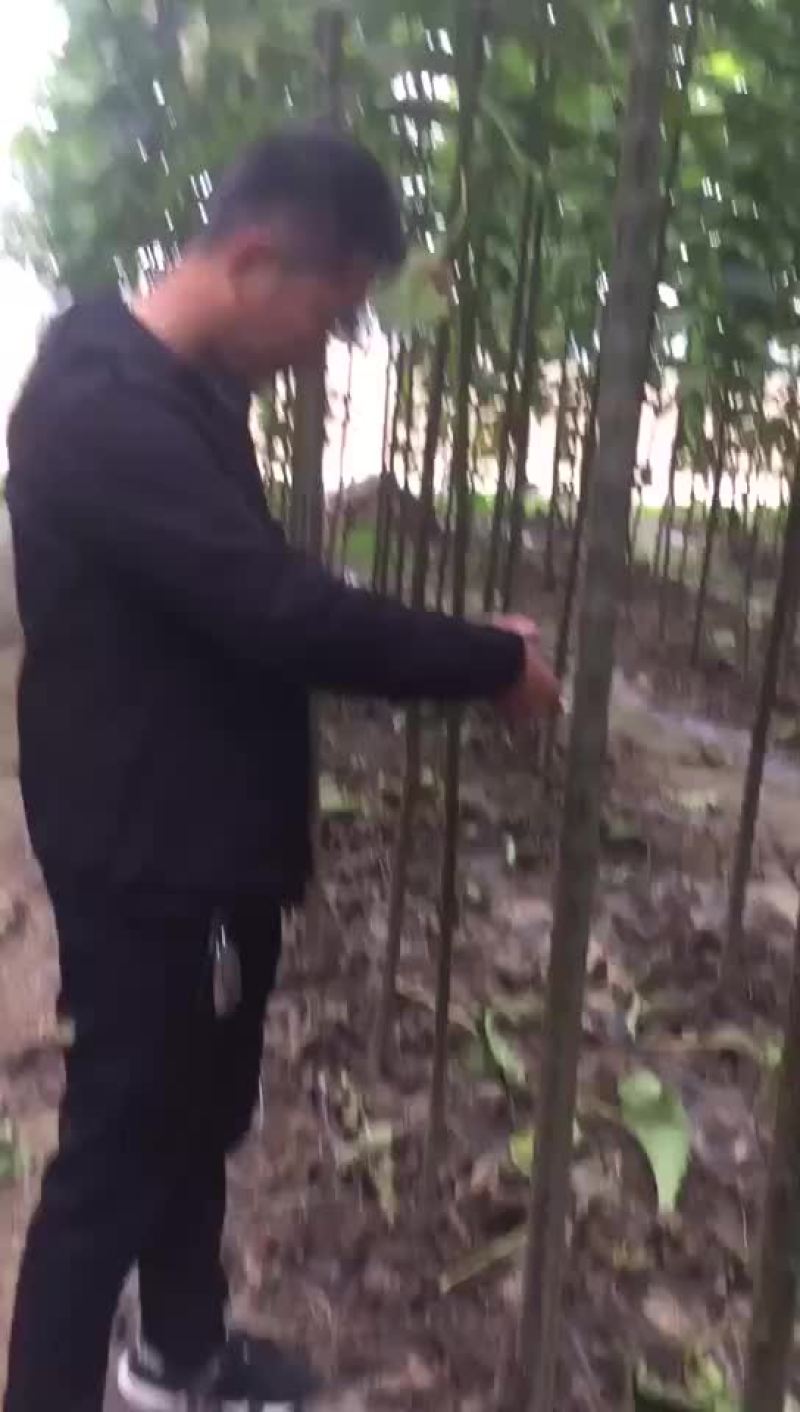 楸树