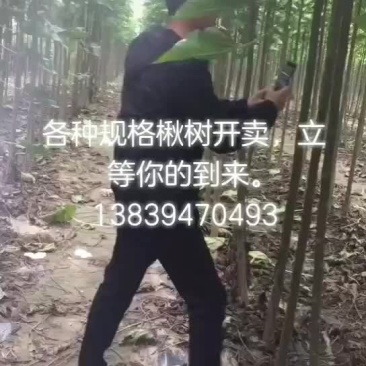 楸树