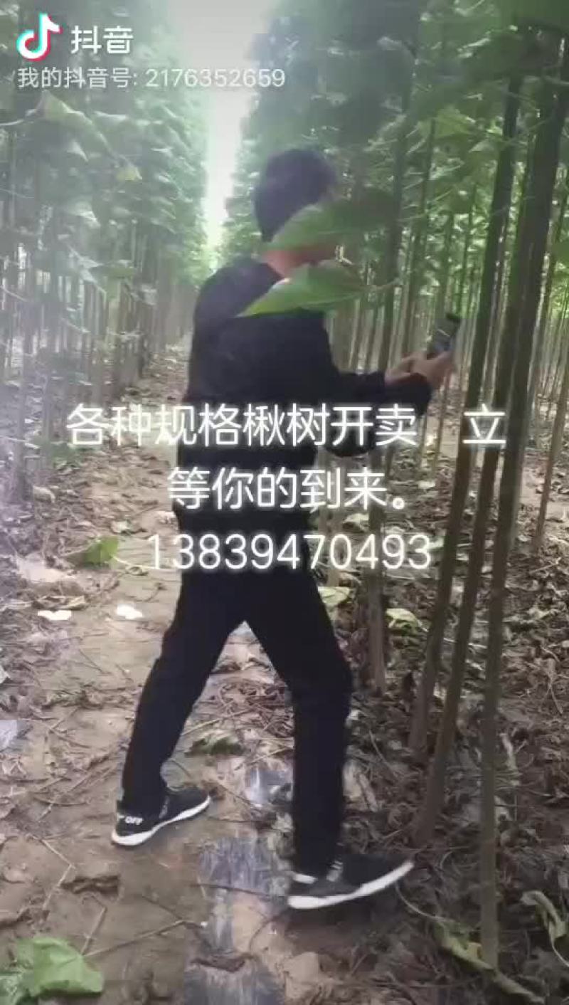 楸树