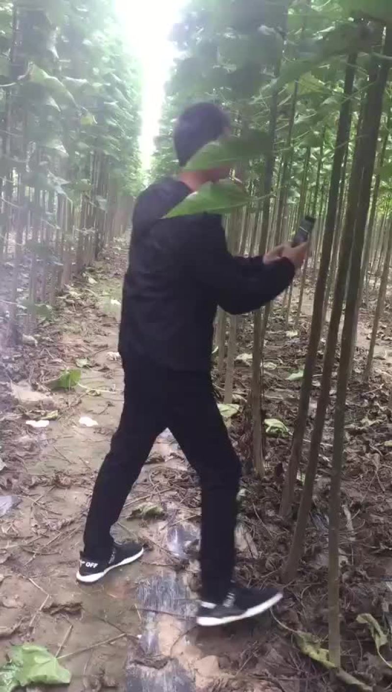 楸树