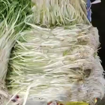 白芹