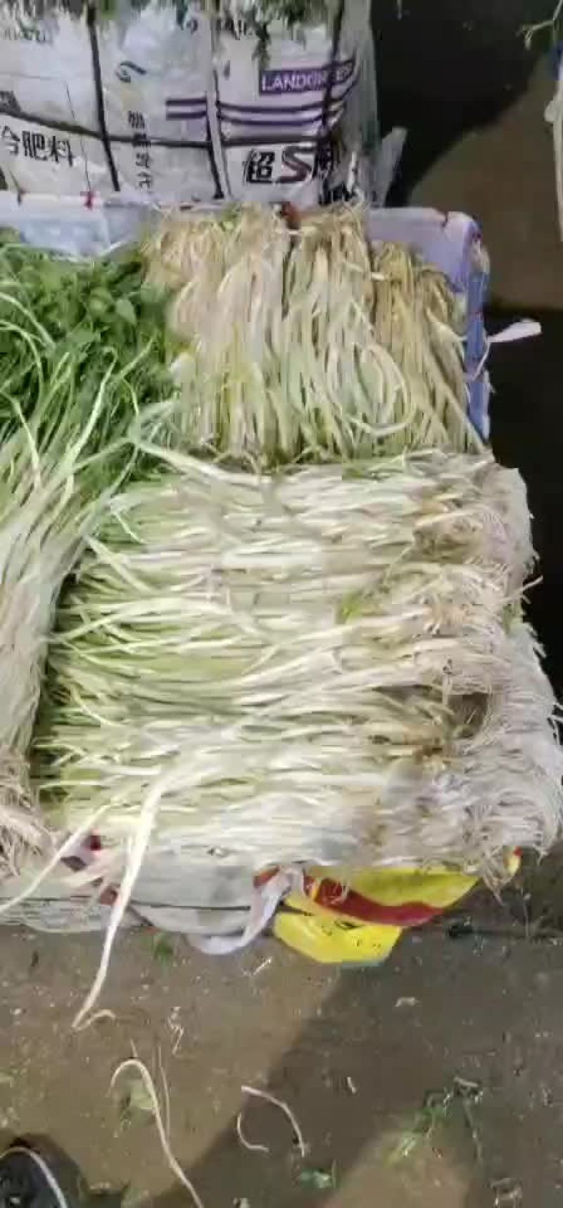 白芹