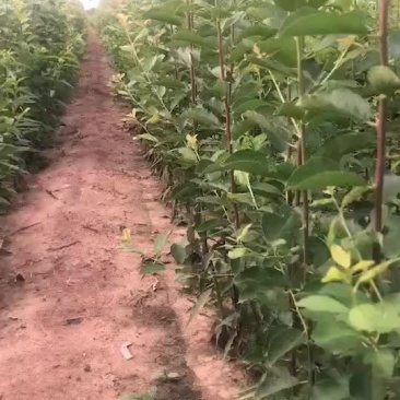 西梅苗