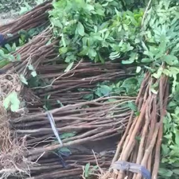 龙眼