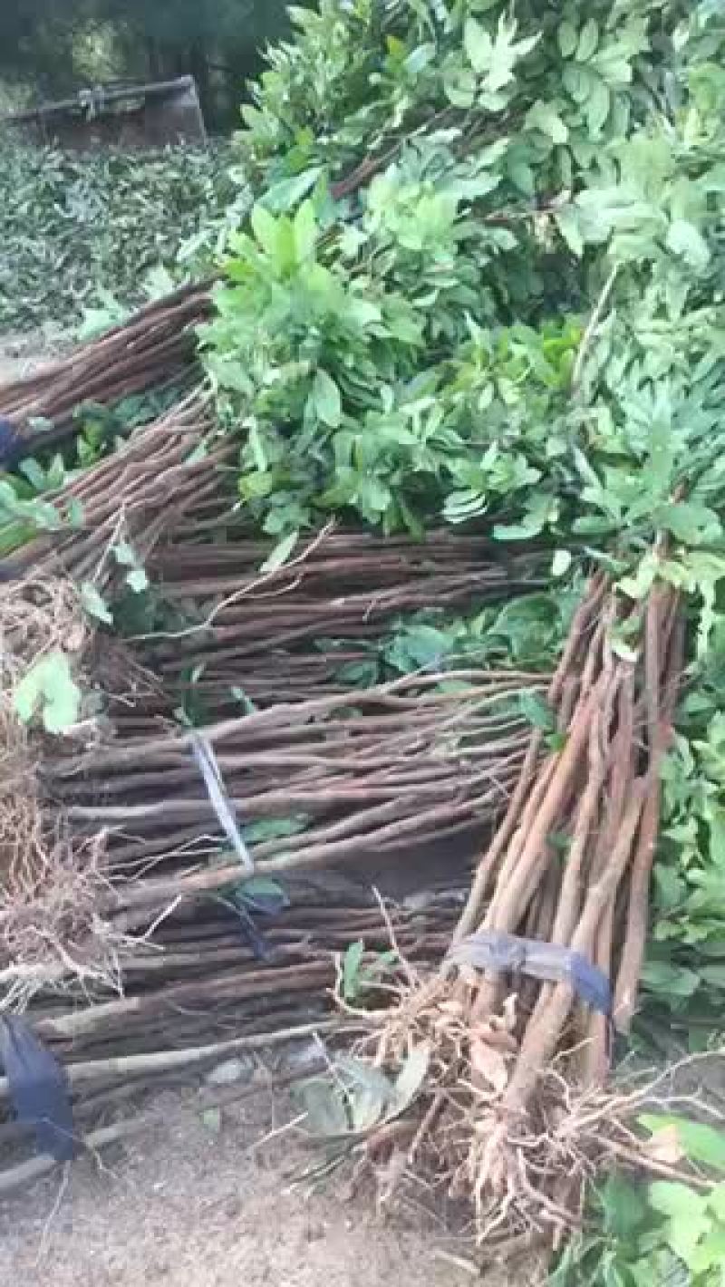 龙眼