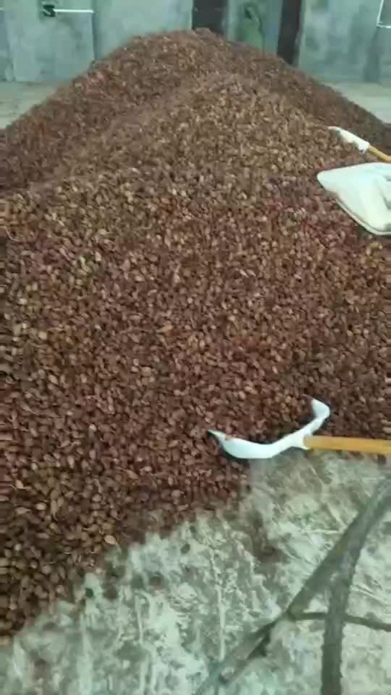 云南深山优质草果