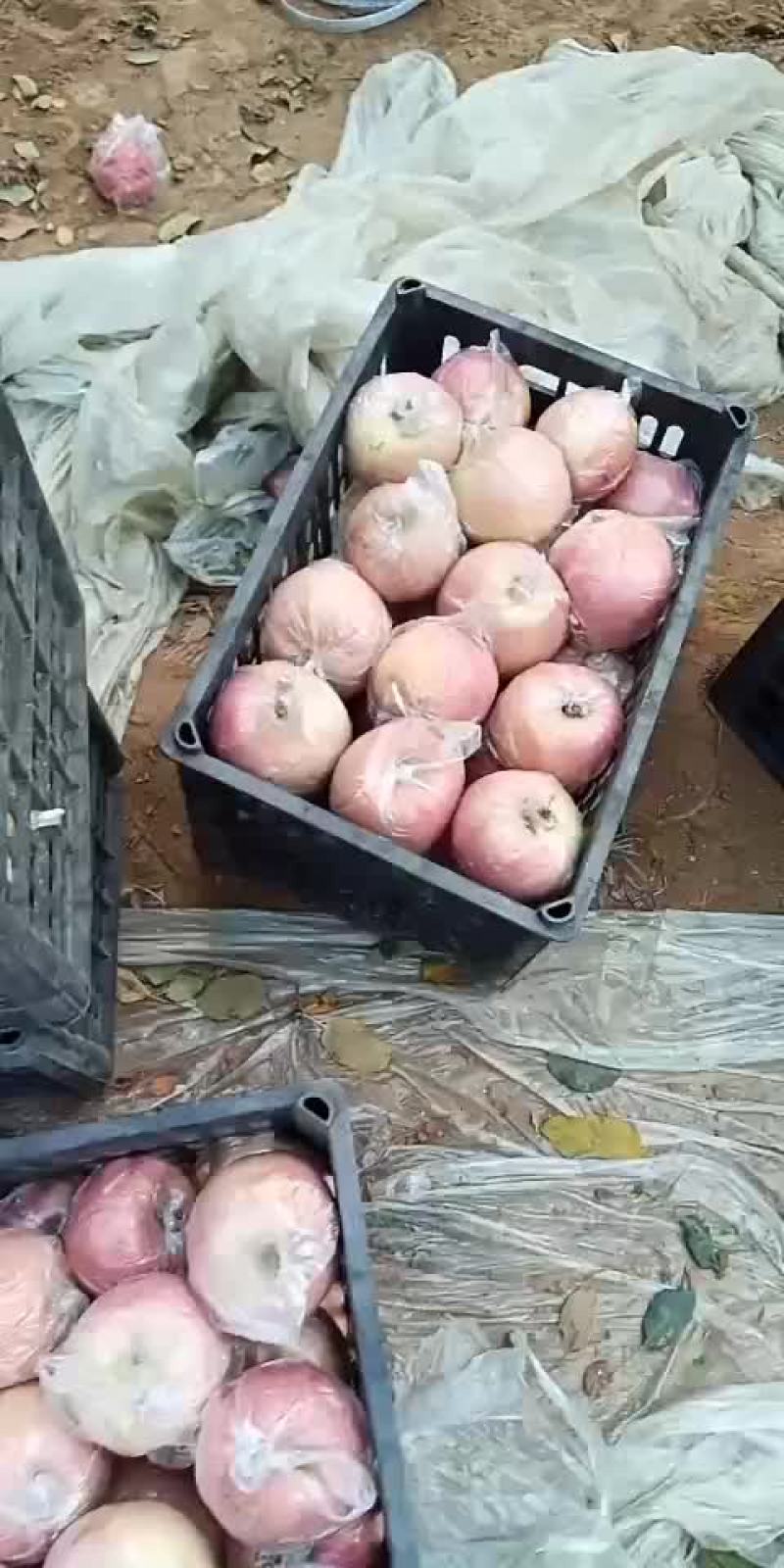 膜袋富士纸加膜富士大量有货
