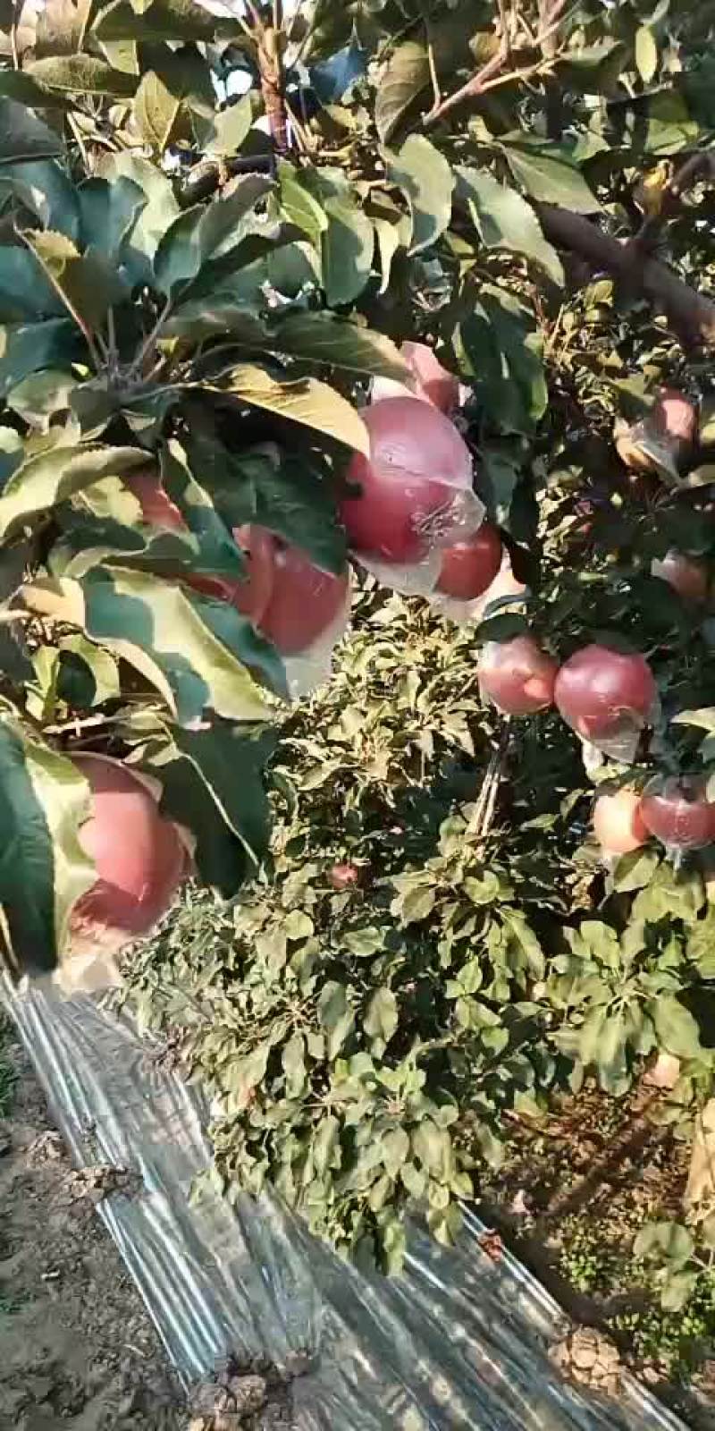 膜袋富士纸加膜富士大量有货