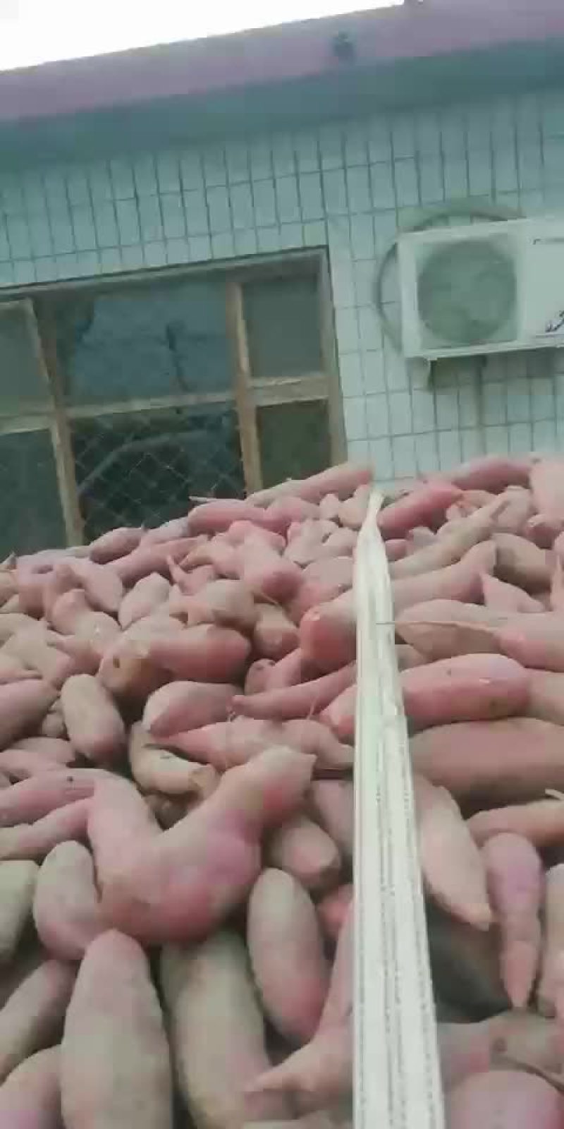西瓜红