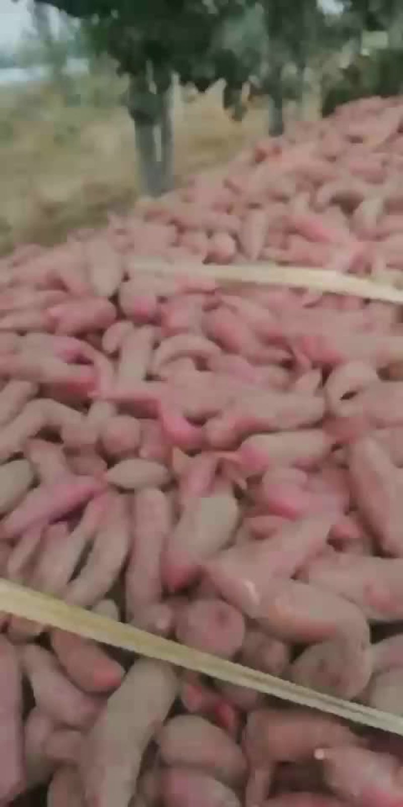 西瓜红