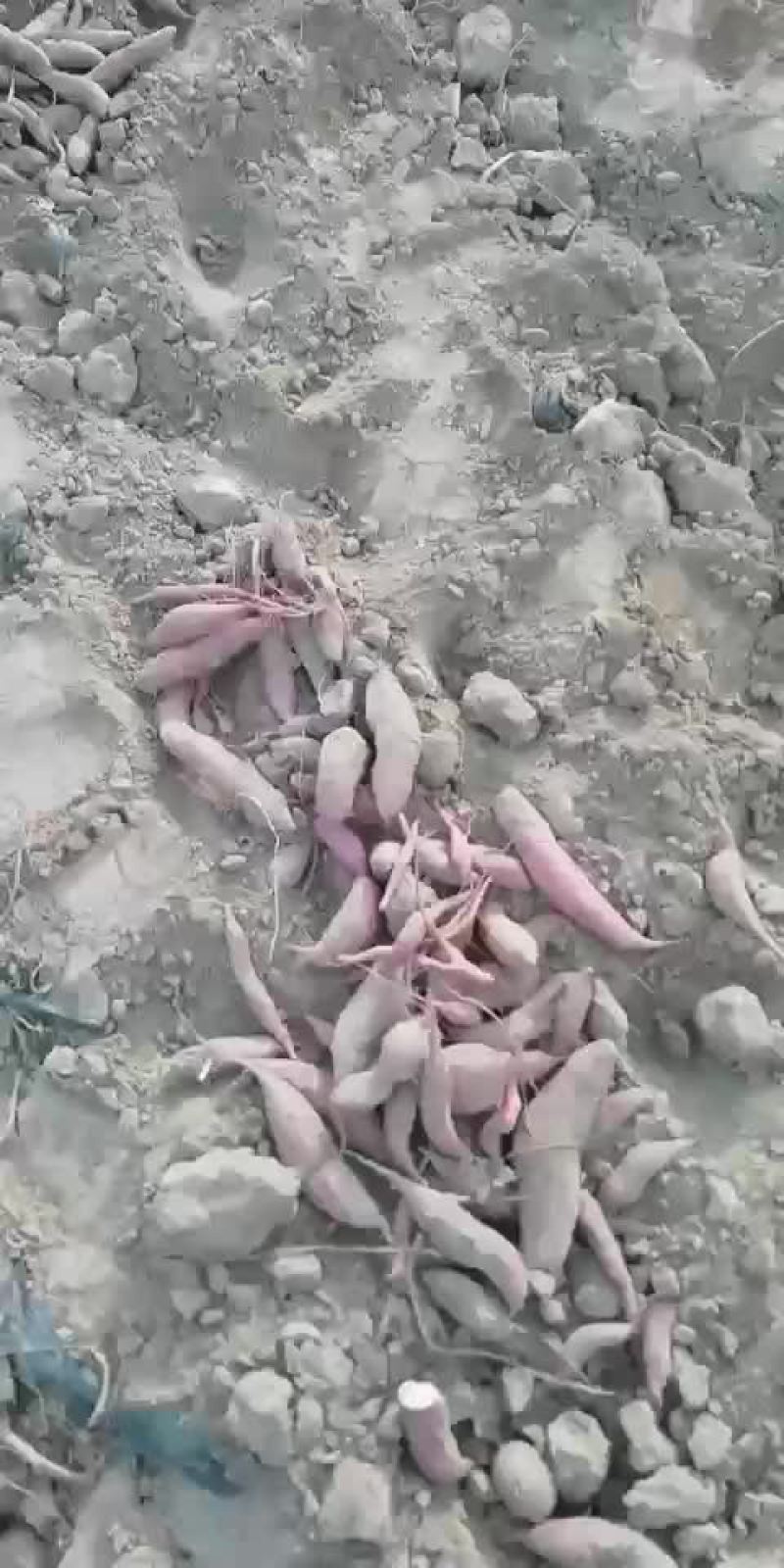 西瓜红