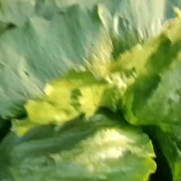暖棚球生菜