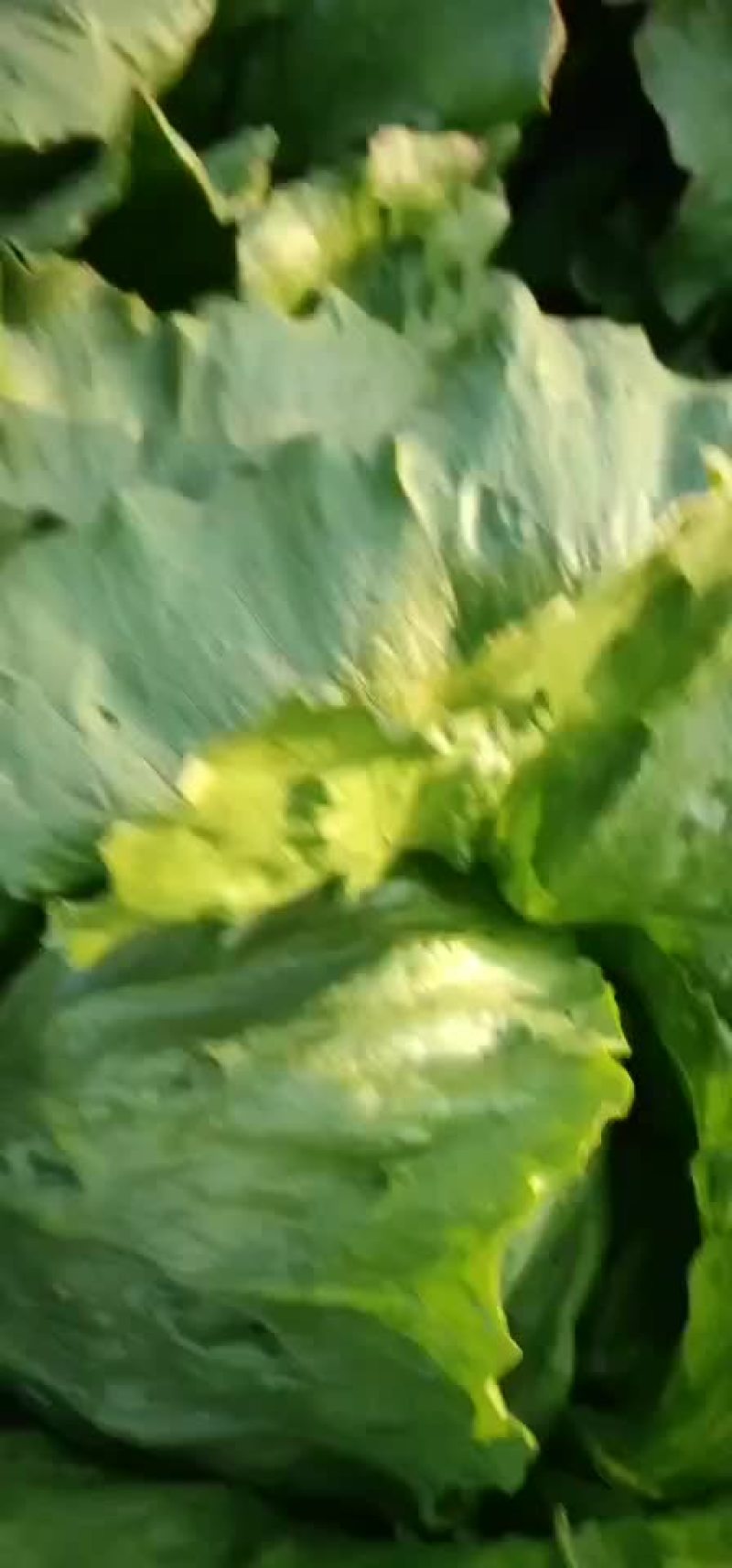 暖棚球生菜