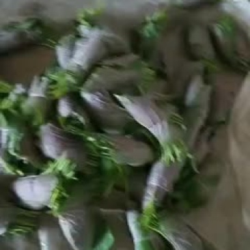 批发零售苏子叶