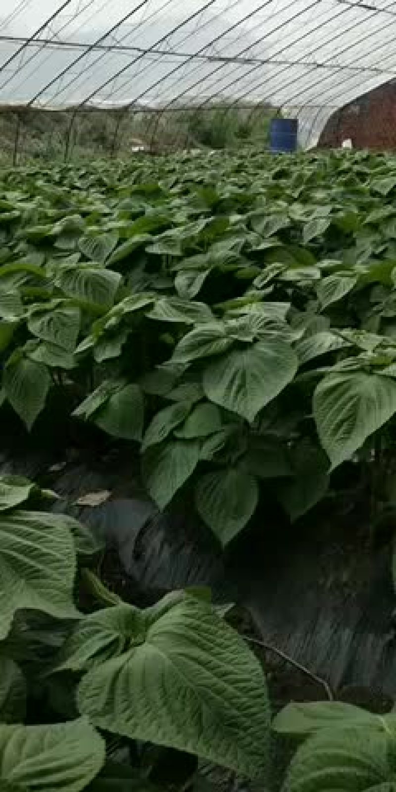 批发零售苏子叶