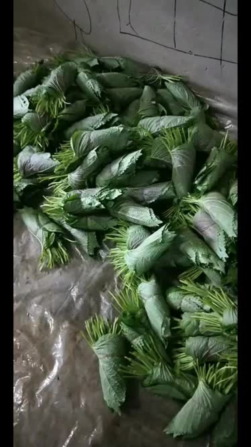 批发零售苏子叶