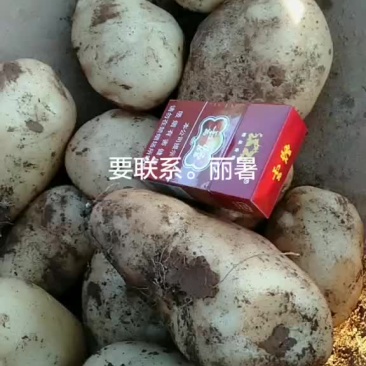 土豆