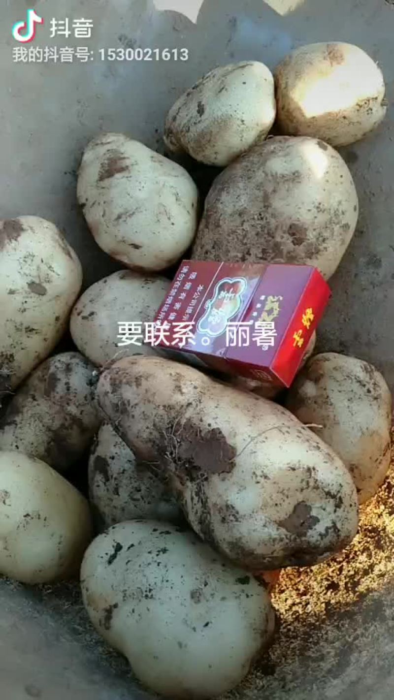 土豆