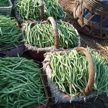 驾豆王8月底上市欢迎新朋友到来