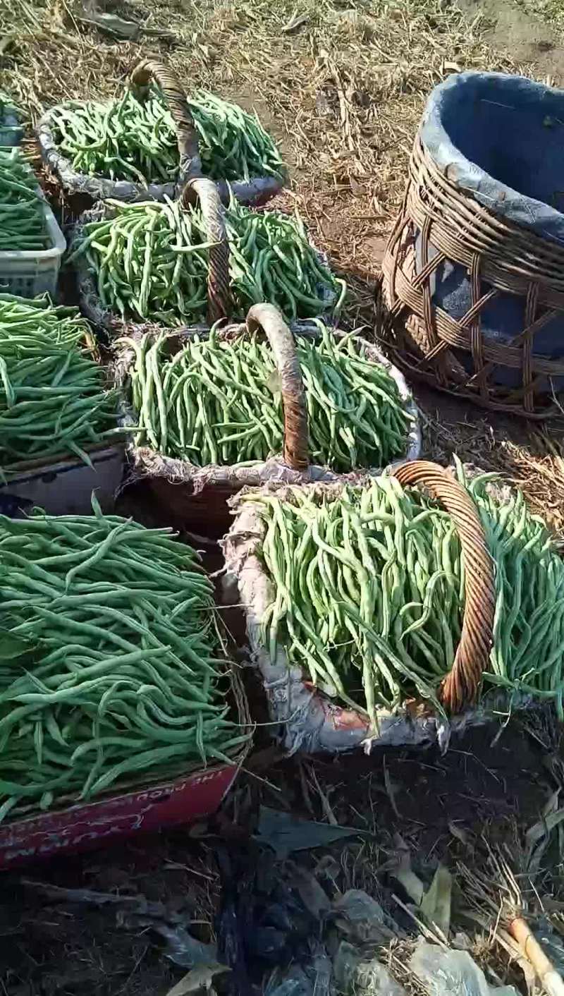 驾豆王8月底上市欢迎新朋友到来