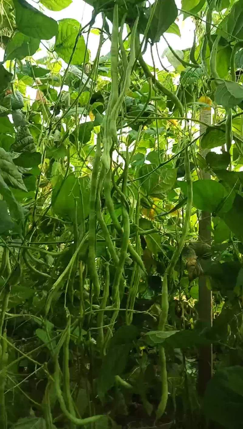驾豆王8月底上市欢迎新朋友到来