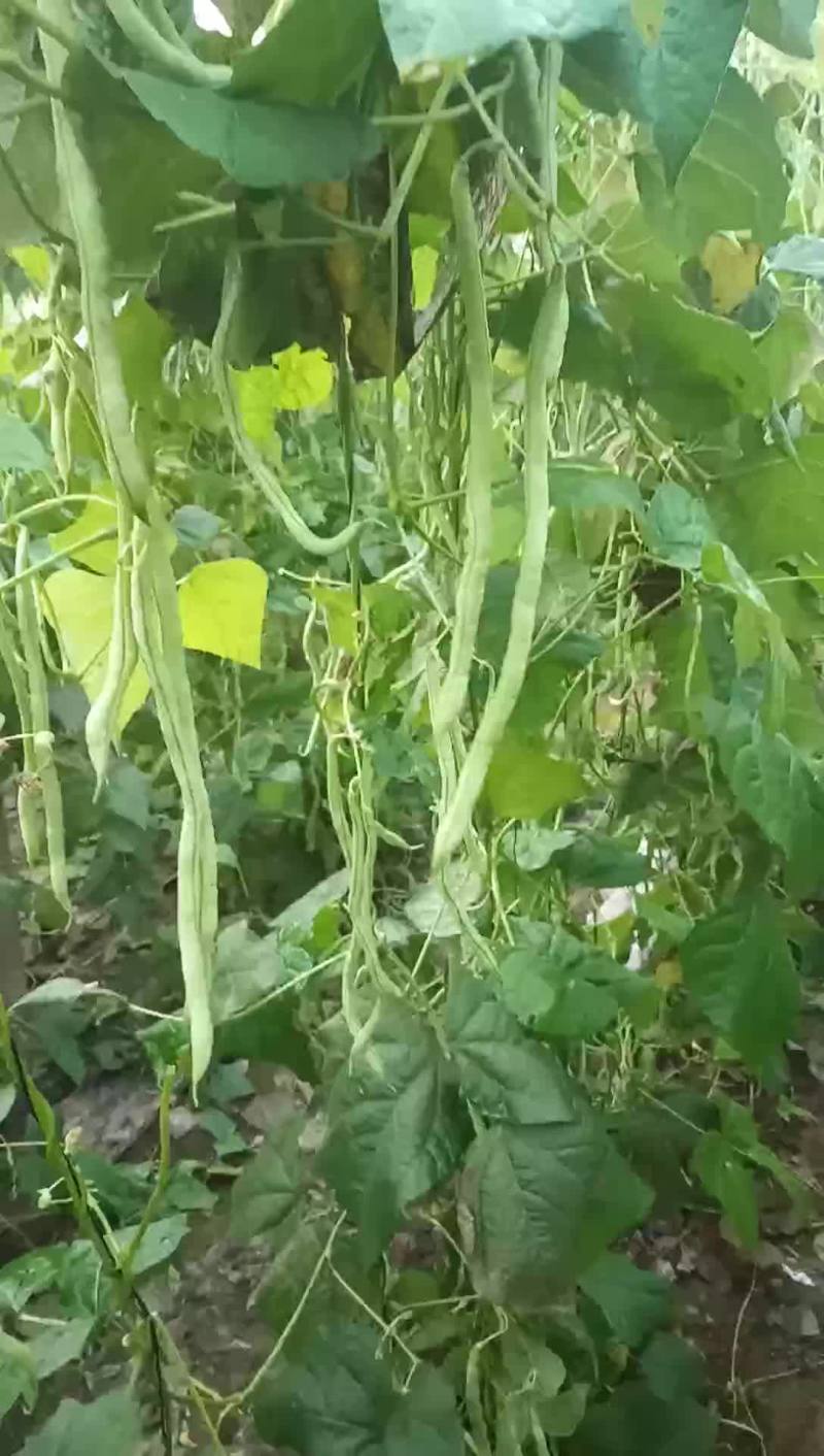 驾豆王8月底上市欢迎新朋友到来