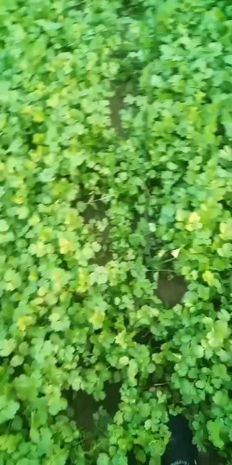 驾豆王8月底上市欢迎新朋友到来