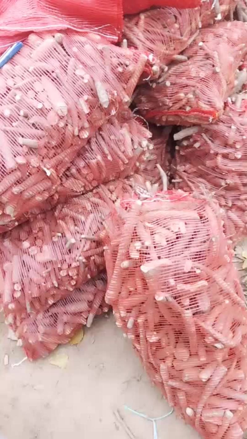 白玉山药
