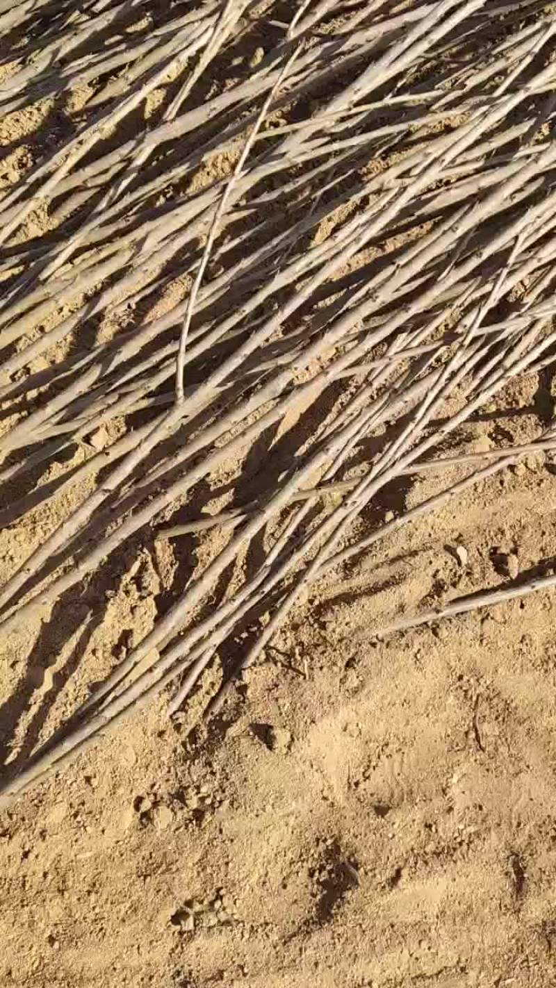 大樱桃苗