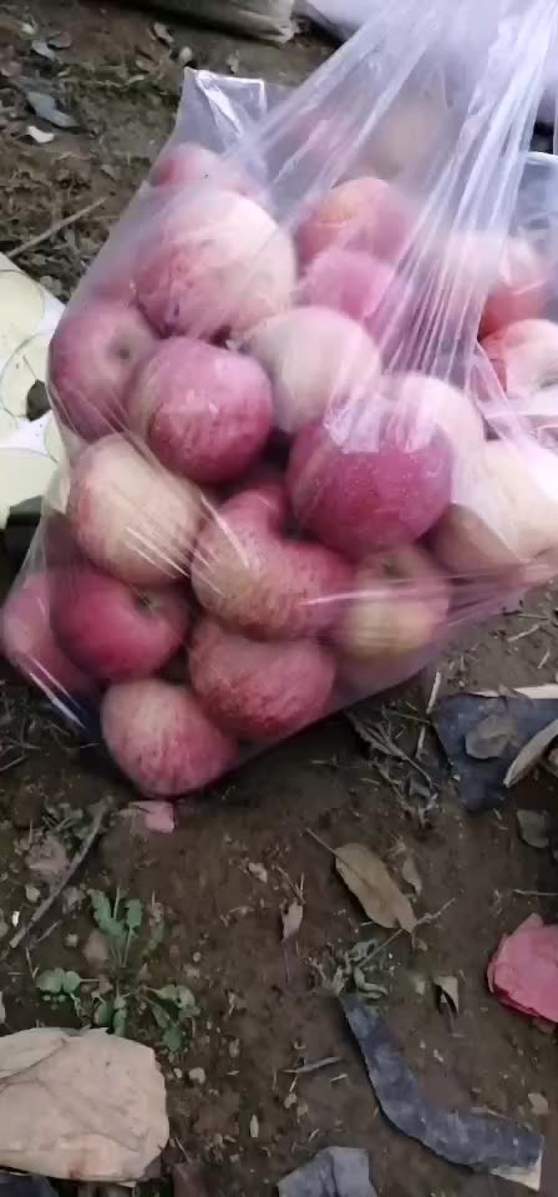 红富士