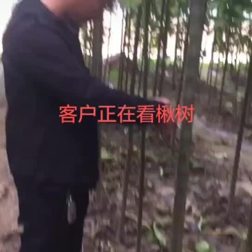 楸树