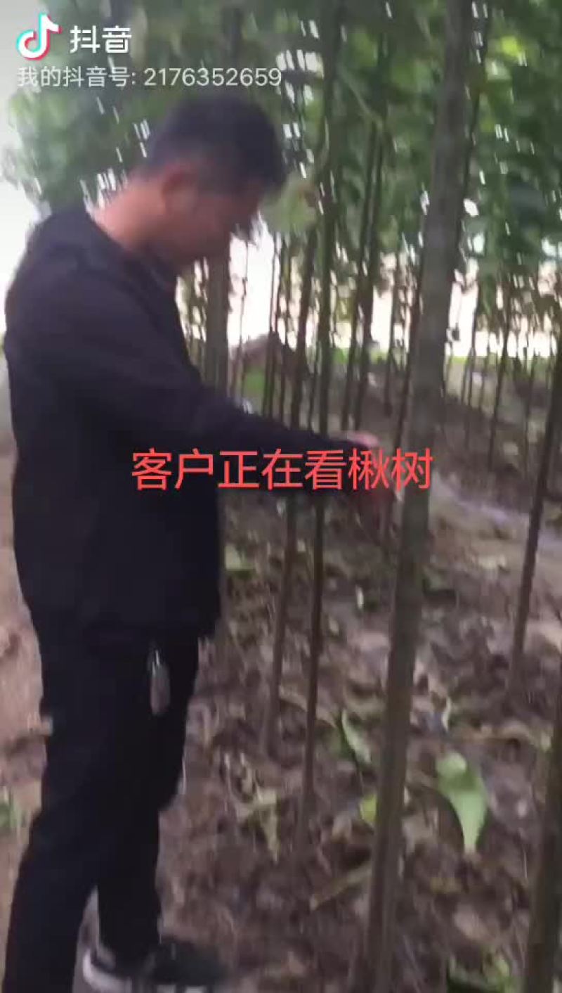 楸树