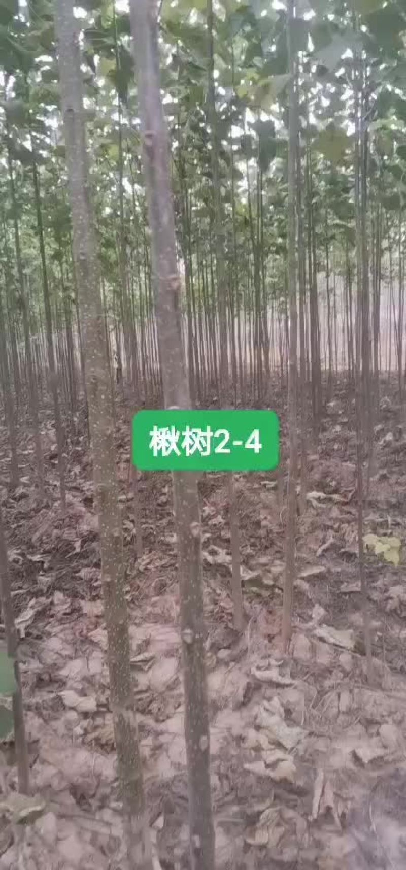 楸树
