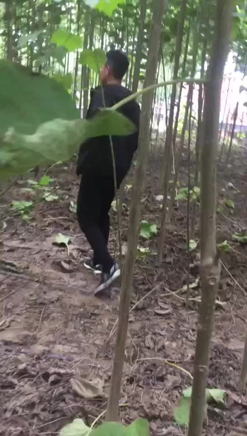 楸树