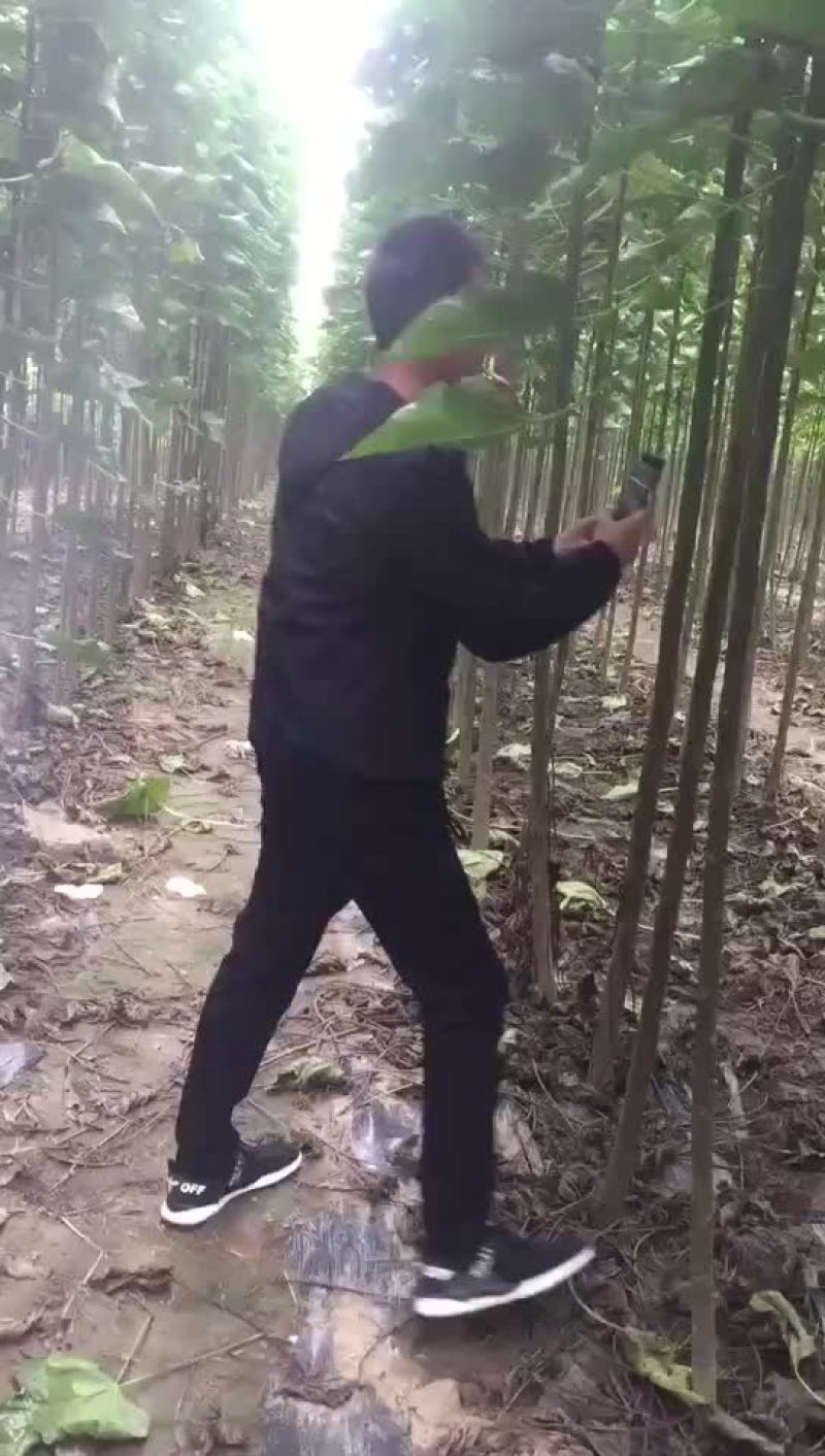 楸树