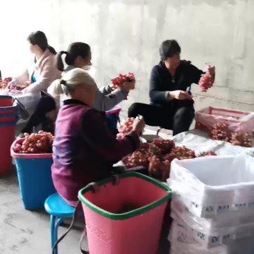 大凉山西昌克伦生葡萄无籽葡萄喜欢的老板来研究
