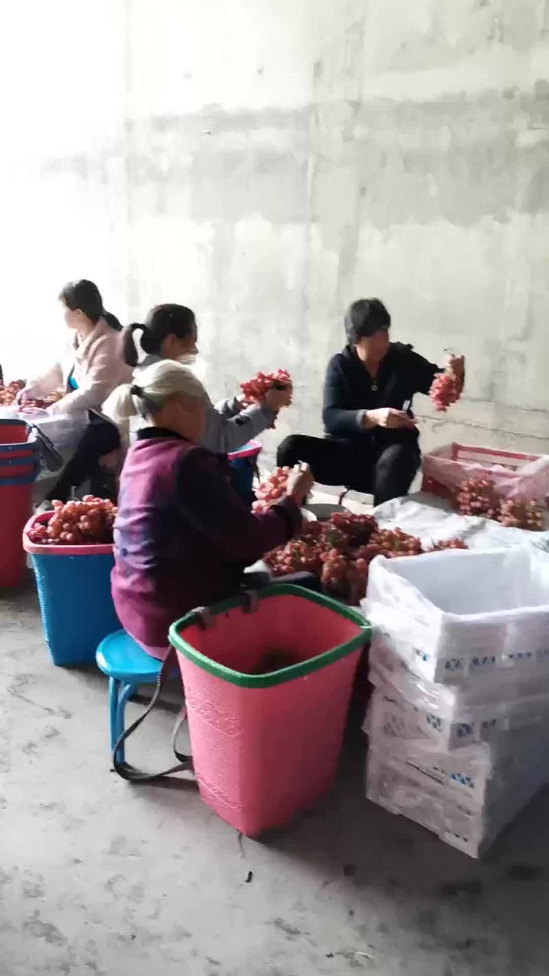 大凉山西昌克伦生葡萄无籽葡萄喜欢的老板来研究