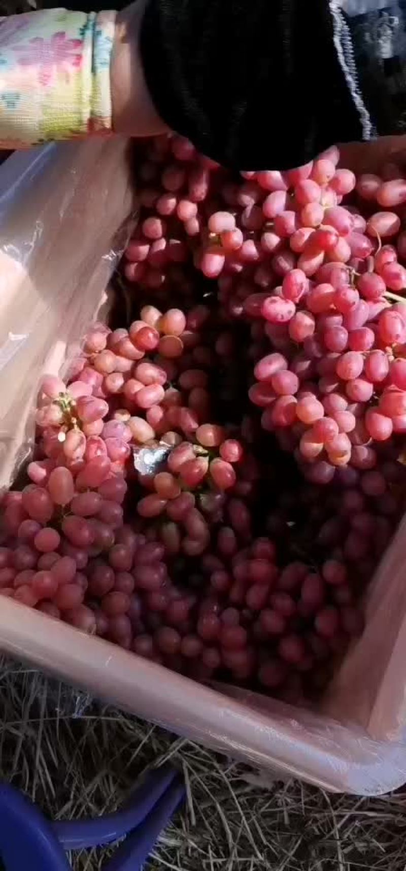 大凉山西昌克伦生葡萄无籽葡萄喜欢的老板来研究