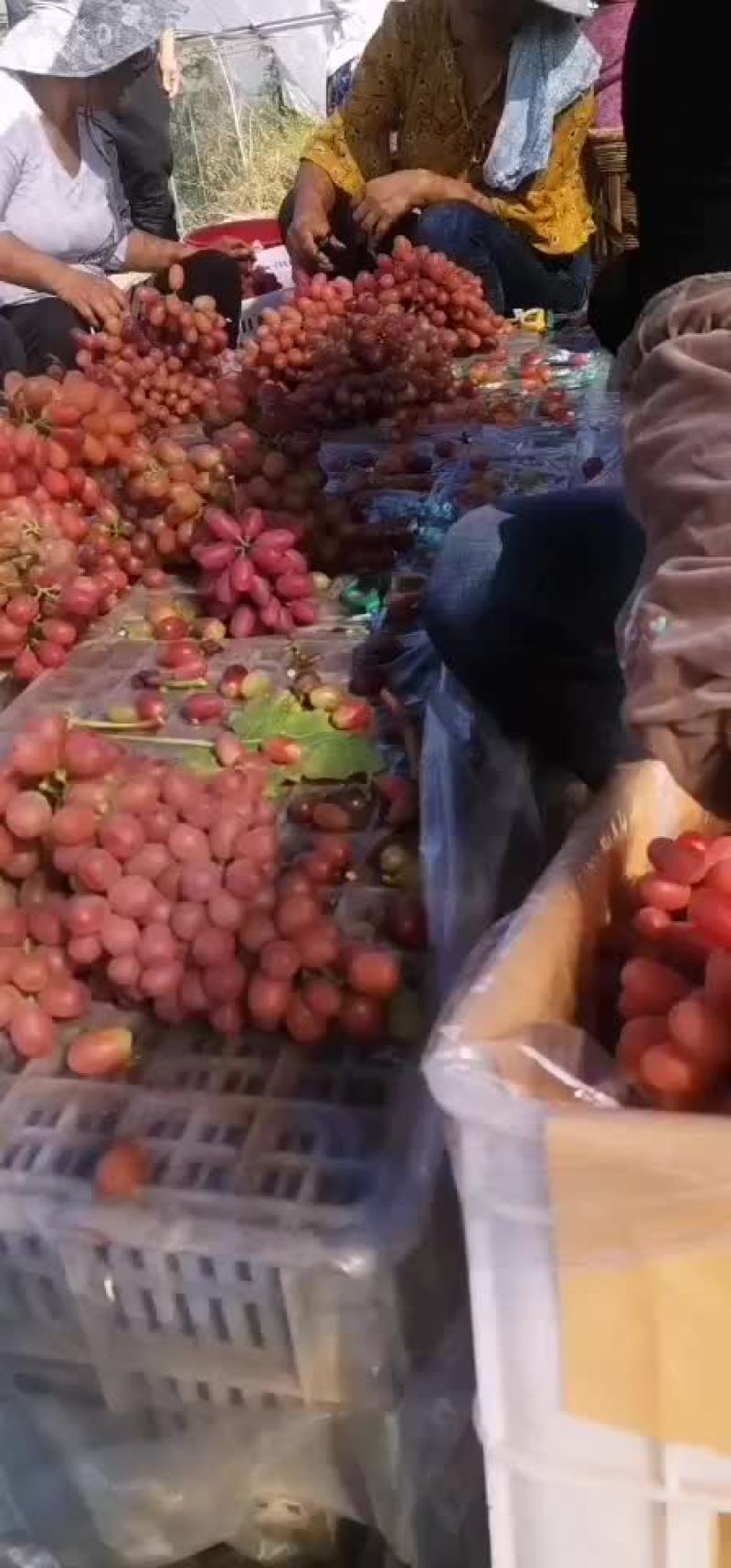 大凉山西昌克伦生葡萄无籽葡萄喜欢的老板来研究