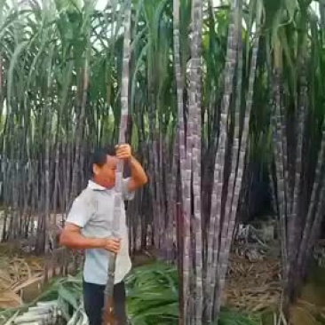 甘蔗