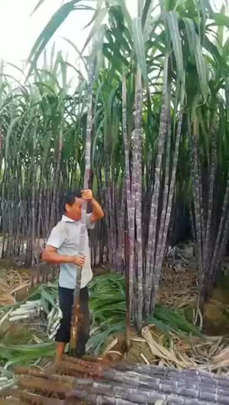 甘蔗