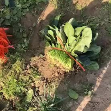 小帅蔬菜货站出售露天大叶菠菜