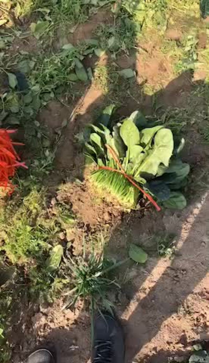 小帅蔬菜货站出售露天大叶菠菜
