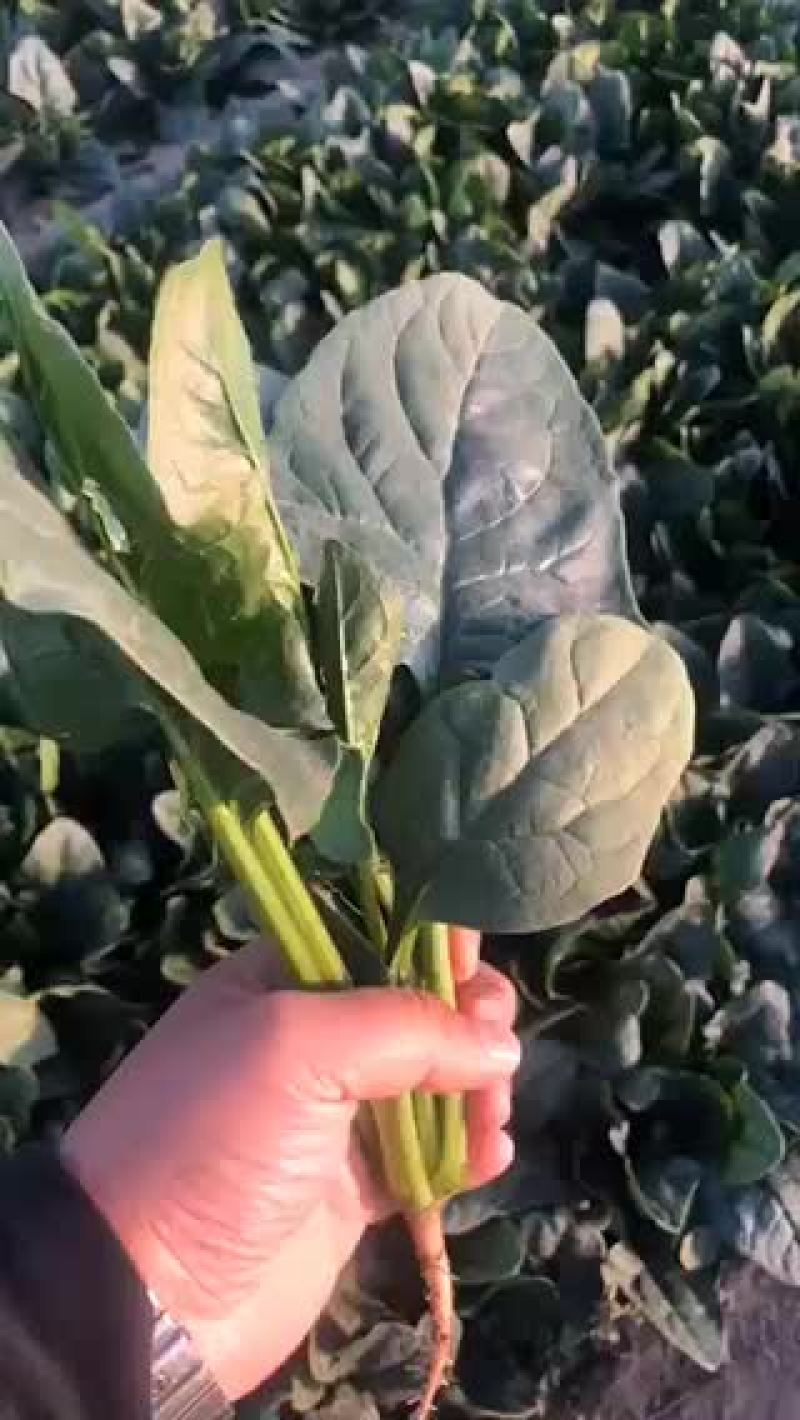 小帅蔬菜货站出售露天大叶菠菜